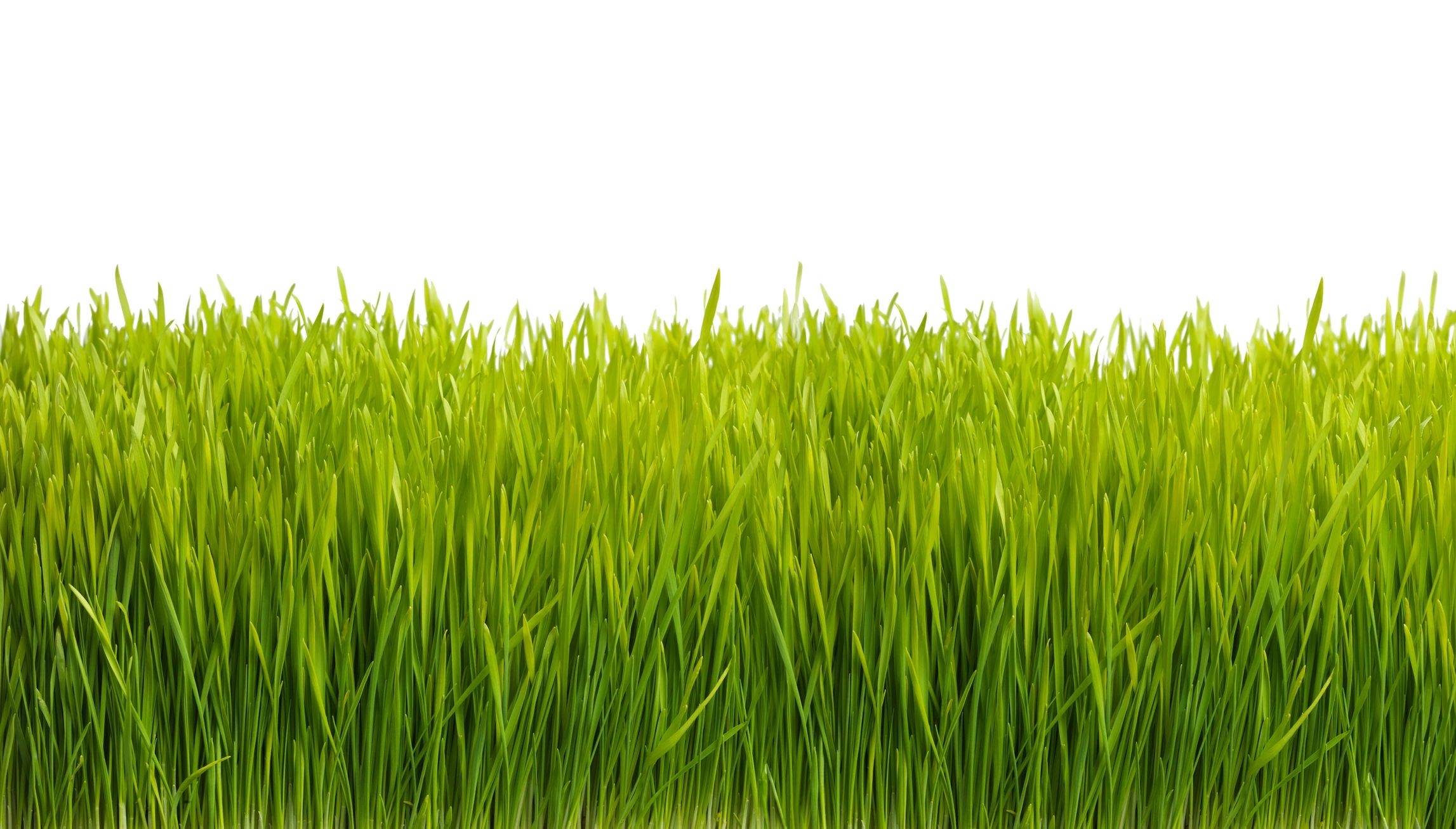Fresh wheatgrass ingredient for healthy smoothie blends